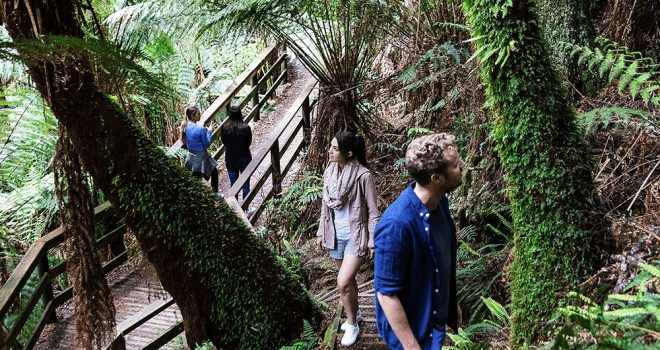 adults walking up a timber stairway in the Great Otways National Park looking at trees