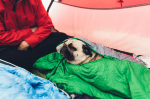 A pug in a sleeping bag in a tent